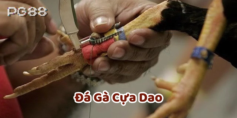 Đá Gà Cựa Dao là gì? 