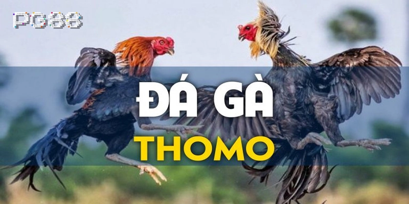 Đá Gà Thomo là gì? 