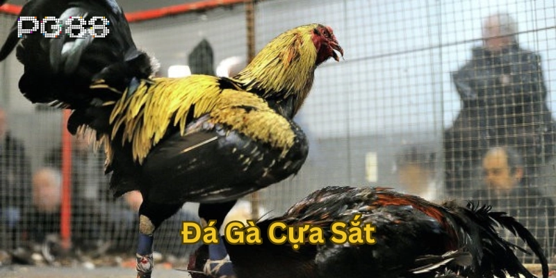 Lời khuyên khi chơi Đá Gà Cựa Sắt 
